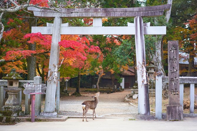 Nara Custom Half Day Tour