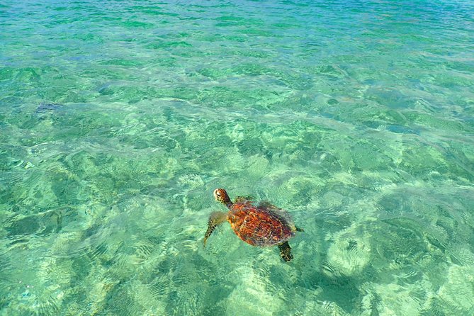 [Okinawa Miyako] SUP / Canoe + Sea Turtle Snorkeling !! (Half-Day Course) - Tour Highlights and Features