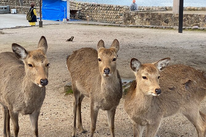 Private Hiroshima and Miyajima Guided Tour