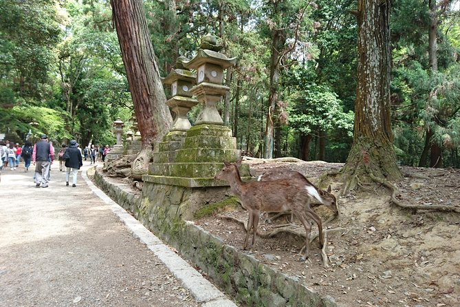 Relax in Nara: Deer Park, Todai-ji Temple and Merchants Town - Deer Park: A Serene Oasis