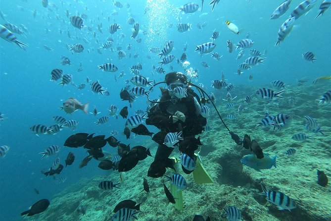 Blue Cave Experience Diving! [Okinawa Prefecture] Feeding & Photo Image Free! English, Chinese Guide Available! 1 Group With a Dedicated Instructor - Meeting and Pickup Details