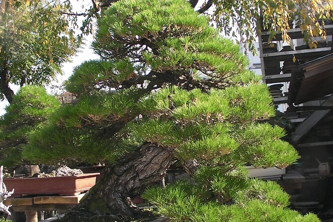 Bonsai and Washi Museum Visit in Tokyo - Meeting Your Tour Guide