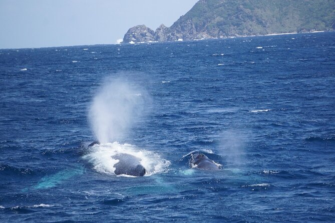 Great Whale Watching at Kerama Islands and Zamami Island - What to Expect on Tour