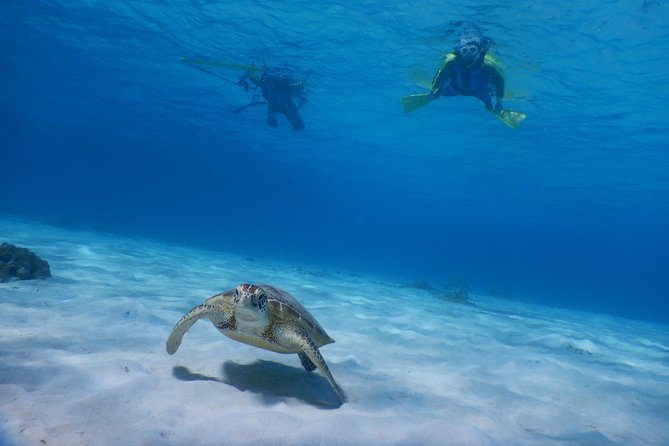 Half-Day Kayak Tour on the Kerama Islands and Zamami Island - What to Expect on the Tour