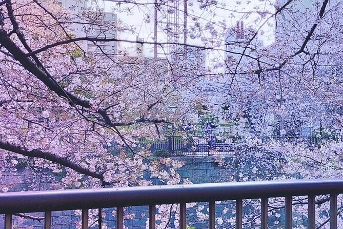 Licensed Guide Tokyo Meguro Cherry Blossom Walking Tour - Guide Experience and Expertise