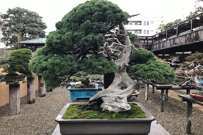 Make Your Own BONSAI With a Professional Artist in Tokyo - Workshop Details and Inclusions