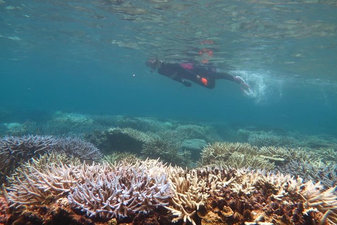 [Miyakojima Snorkel] Private Tour From 2 People Enjoy From 3 Years Old! Enjoy Nemo, Coral and Miyako Blue - What to Expect on Tour