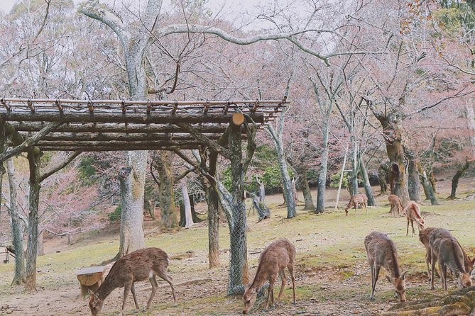 Nara Custom Half Day Tour - Meeting and Pickup Details