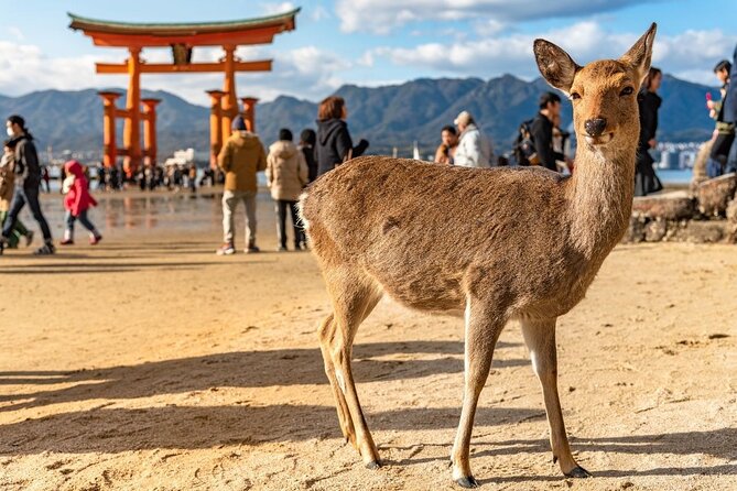 Private Hiroshima Tour With a Local, Highlights & Hidden Gems, 100% Personalised - Personalized Experience With a Local