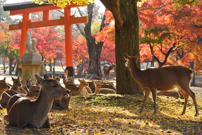 Private Nara Tour With Government Licensed Guide & Vehicle (Osaka Departure) - Inclusions and Exclusions Breakdown