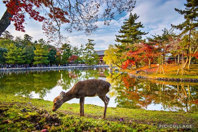 Private Tour Kyoto-Nara W/Hotel Pick up & Drop off From Kyoto - What to Expect From the Tour