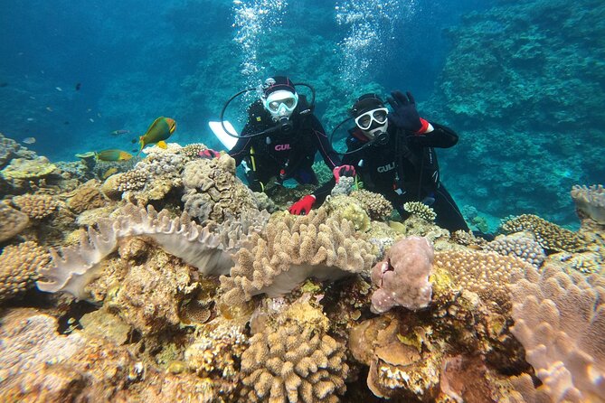 Trial Boat Dive 1 DIve at Minna or Sesoko , Okinawa - Whats Included and Not