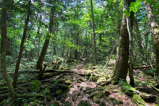 Aokigahara Nature Conservation Full-Day Hiking Tour - What to Expect on the Tour