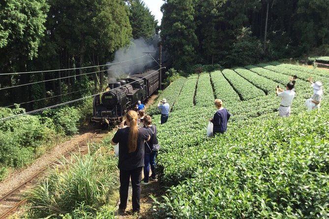 Authentic Japanese Tea Tasting at a Tea Plantation in Shimada - Exploring the Guinness Record Holder