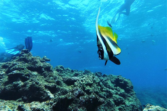 Blue Cave Experience Diving! [Okinawa Prefecture] Feeding & Photo Image Free! English, Chinese Guide Available! 1 Group With a Dedicated Instructor - Important Tour Information