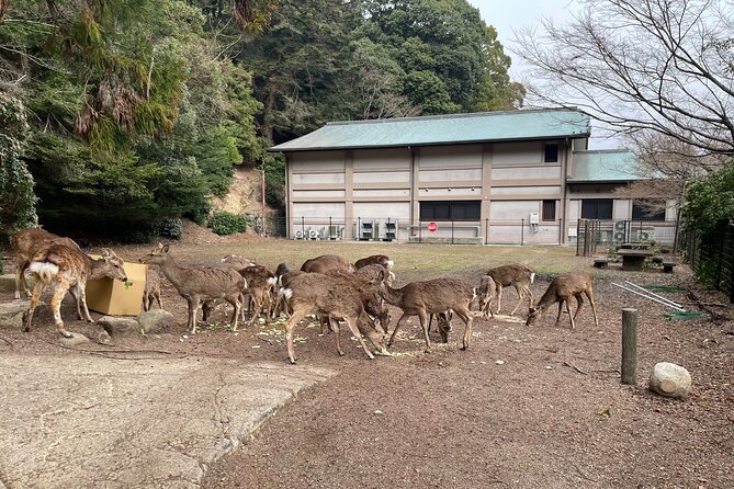 Miyajima Island Tour With Certified Local Guide - Meet Your Certified Local Guide