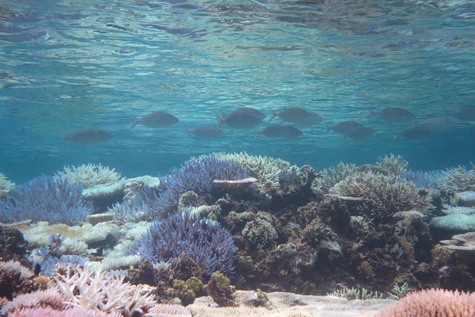 [Miyakojima Snorkel] Private Tour From 2 People Enjoy From 3 Years Old! Enjoy Nemo, Coral and Miyako Blue - Equipment Rental Options