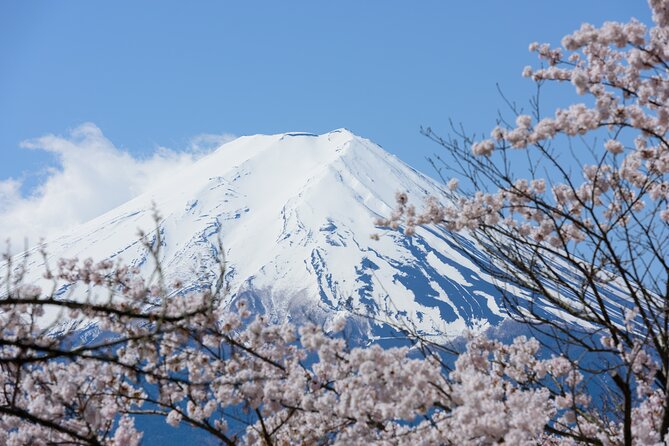 Mt. Fuji Cherry Blossom One Day Tour From Tokyo - What to Expect on Tour