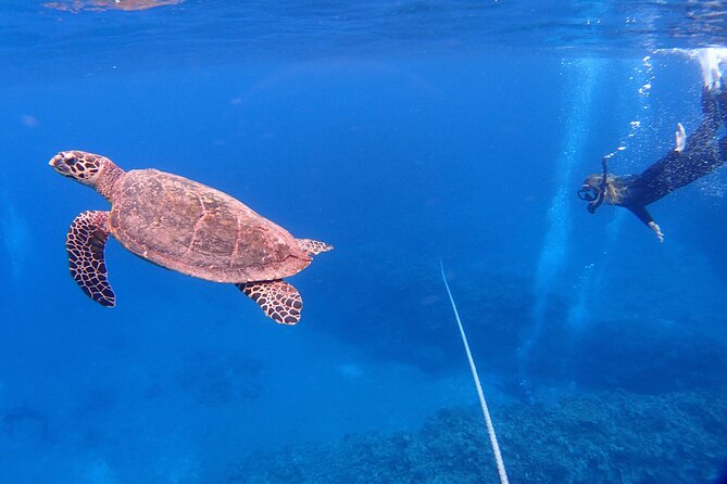 NAHA Snorkeling Boat Trip (Afternoon Half-day ) - Important Health and Safety