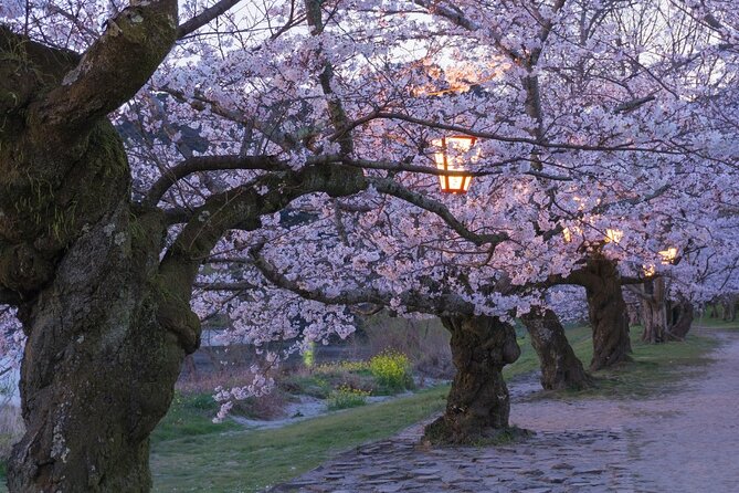 Private Hiroshima Cherry Blossom and Sakura Experience - Enjoying Hiroshimas Sakura Season