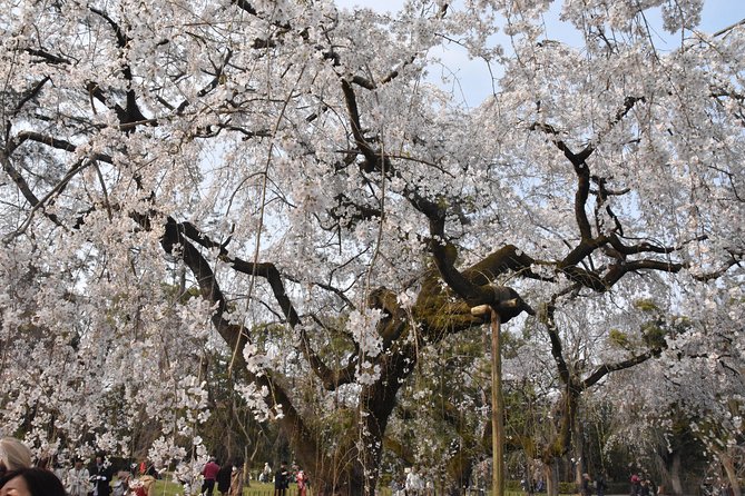 Cycle Kyotos Hidden Gems & Gion Stroll - A Taste of Japanese Culture