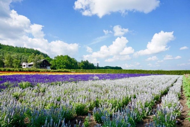 Experience Hokkaidos Summer, Furano, Blue Pond & All-you-can-eat Fresh Melon! - Essential Tour Information