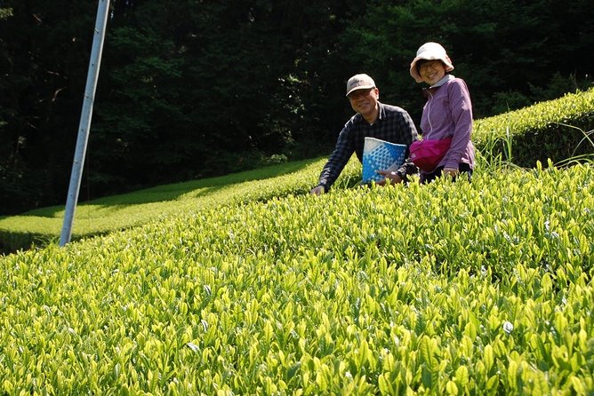 Experience Tea Picking With a Tea Farmer, and Tempura Lunch With Picked Tea Leaves - Schedule and Booking Info