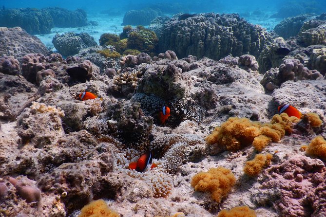 Half-Day Kayak Tour on the Kerama Islands and Zamami Island - Meeting Point and Pickup Options