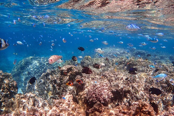 [Ishigaki] Mangrove SUP/Canoe + Phantom Island Snorkeling - Important Reminders