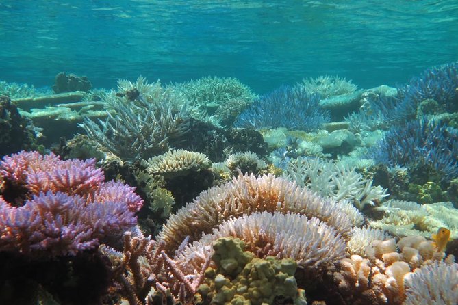 [Miyakojima Snorkel] Private Tour From 2 People Enjoy From 3 Years Old! Enjoy Nemo, Coral and Miyako Blue - Essential Tour Information