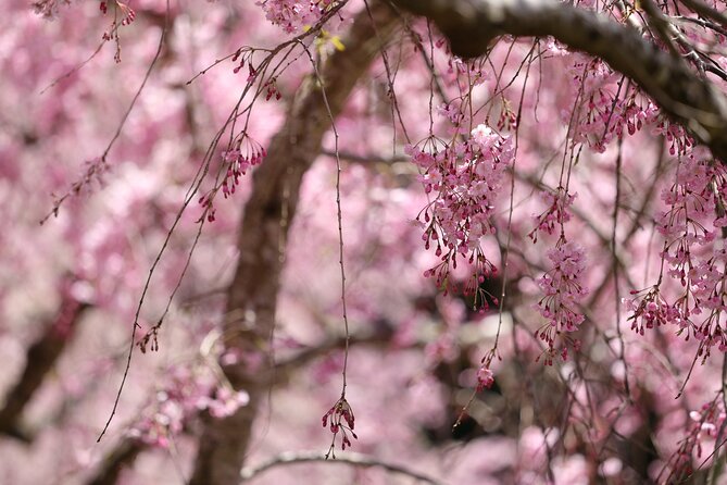 Mt. Fuji Cherry Blossom One Day Tour From Tokyo - Mt. Fuji Cherry Blossom Experience