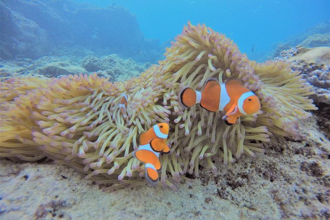 Blue Cave Experience Diving! [Okinawa Prefecture] Feeding & Photo Image Free! English, Chinese Guide Available! 1 Group With a Dedicated Instructor - Experience Highlights and Features