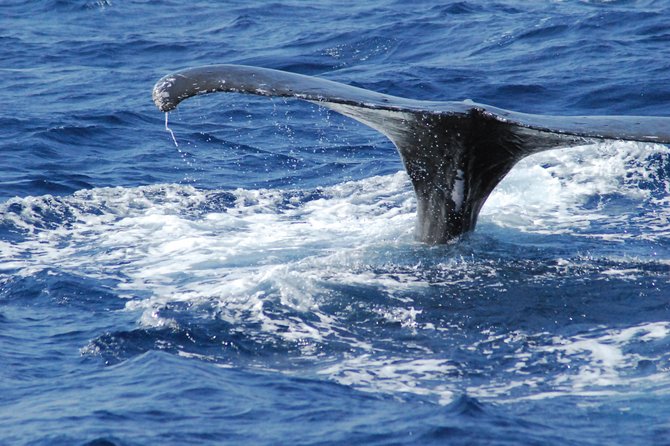 Great Whale Watching at Kerama Islands and Zamami Island - Cancellation and Refund Policy