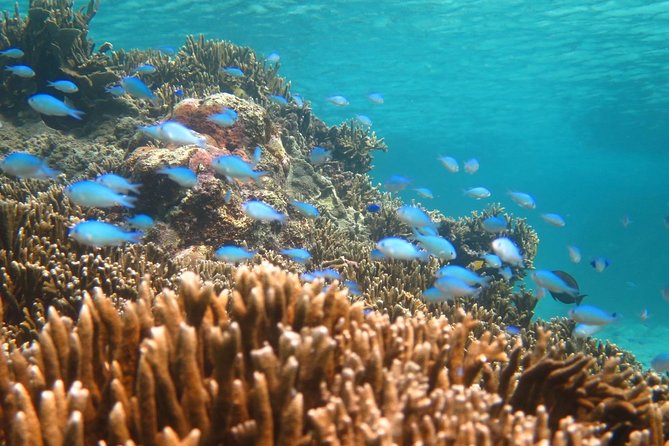 [Miyakojima Snorkel] Private Tour From 2 People Enjoy From 3 Years Old! Enjoy Nemo, Coral and Miyako Blue - Health and Safety Guidelines