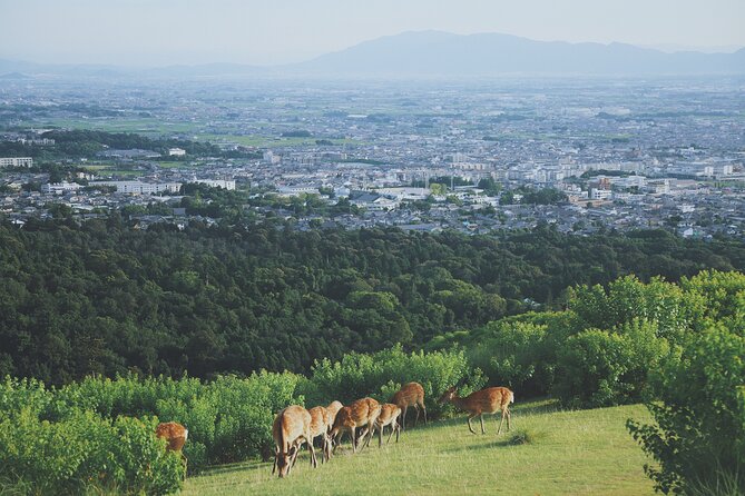 Nara Like a Local: Customized Private Tour - Meeting Your Local Guide