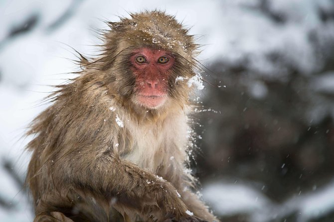 Full-Day Private Nagano Tour: Zenkoji Temple, Obuse, Jigokudani Monkey Park - Reviewing the Full-Day Experience