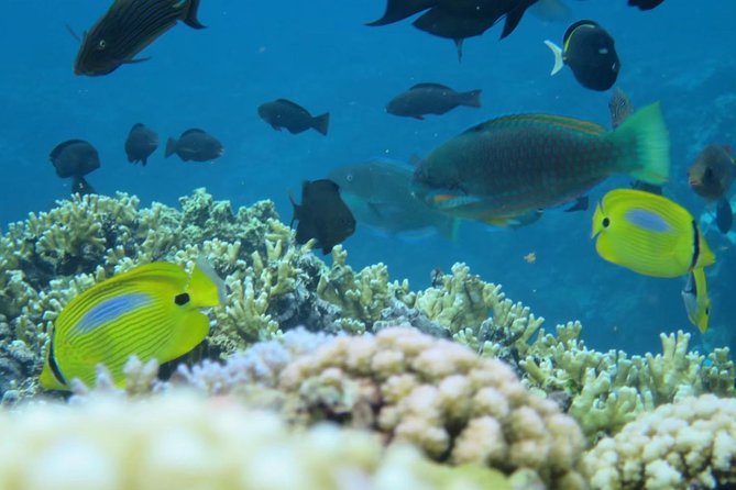 [Miyakojima Snorkel] Private Tour From 2 People Enjoy From 3 Years Old! Enjoy Nemo, Coral and Miyako Blue - Pricing and Payment Terms