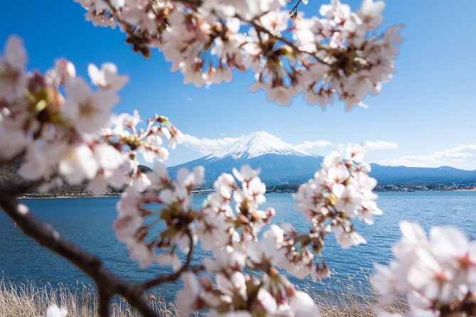 Mt. Fuji Cherry Blossom One Day Tour From Tokyo - Important Tour Reminders