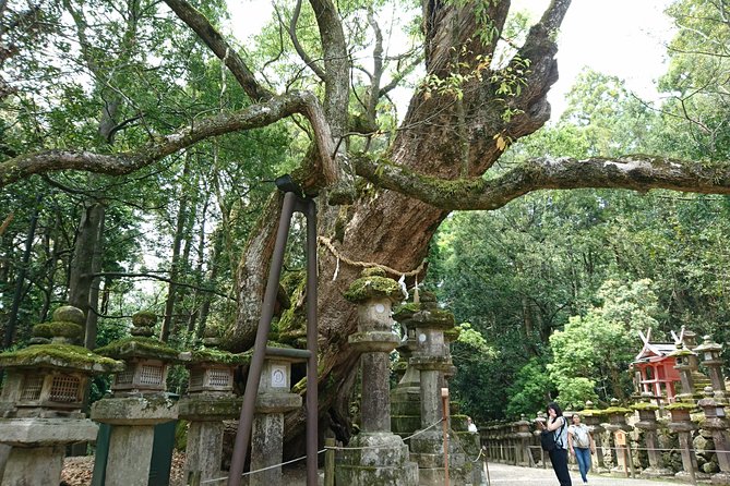 Relax in Nara: Deer Park, Todai-ji Temple and Merchants Town - Planning Your Trip to Nara