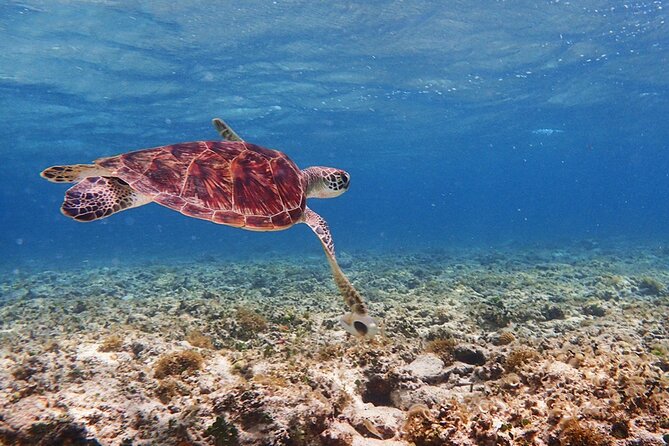 [Ishigaki] Kabira Bay SUP/Canoe + Blue Cave Snorkeling - Exploring Kabira Bay and Beyond