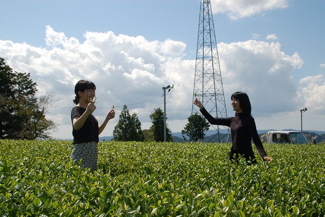 Experience Tea Picking With a Tea Farmer, and Tempura Lunch With Picked Tea Leaves - Exploring Shizuokas Tea Culture