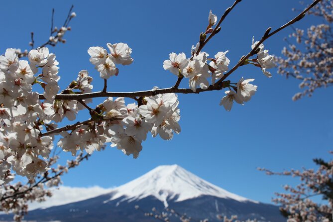 Mt. Fuji Cherry Blossom One Day Tour From Tokyo - Preparing for Your Adventure