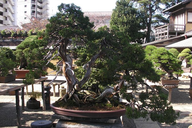 Bonsai and Washi Museum Visit in Tokyo - Just The Basics