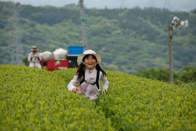 Experience Tea Picking With a Tea Farmer, and Tempura Lunch With Picked Tea Leaves - Just The Basics