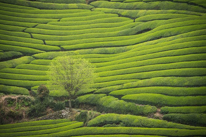 Full Day Private Matcha Experience True Hidden Kyoto - Just The Basics