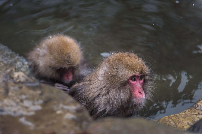 Full-Day Private Nagano Tour: Zenkoji Temple, Obuse, Jigokudani Monkey Park - Just The Basics