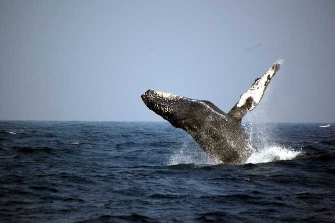 Great Whale Watching at Kerama Islands and Zamami Island - Just The Basics