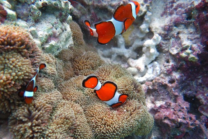 [Miyakojima Snorkel] Private Tour From 2 People Enjoy From 3 Years Old! Enjoy Nemo, Coral and Miyako Blue - Just The Basics