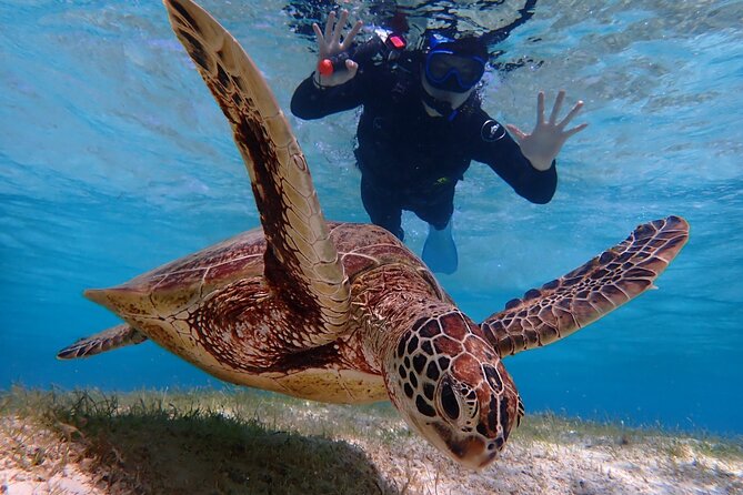 [Okinawa Miyako] [1 Day] Pumpkin Limestone Caving & Sea Turtle Snorkeling - Just The Basics