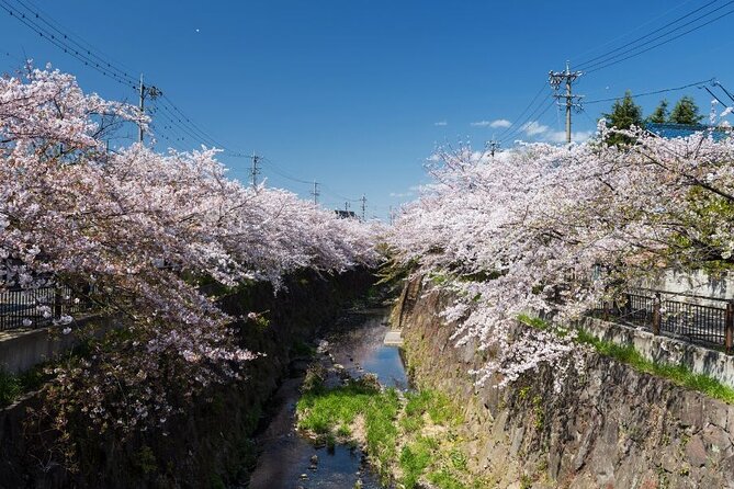 Private & Unique Nagoya Cherry Blossom Sakura Experience - Just The Basics